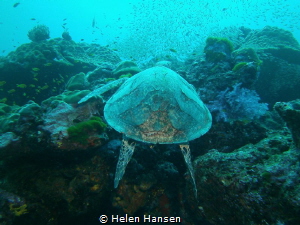 Turtle by Helen Hansen 